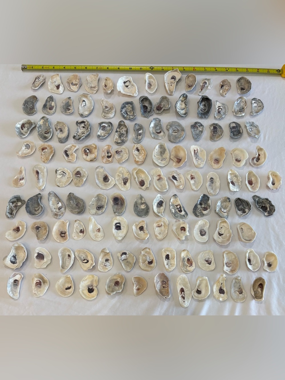 115 MIX COLOR OYSTER SHELLS BONITA SPRINGS  1.5" -2.5" FLORIDA CRAFT OR COLLECT - Picture 2 of 4